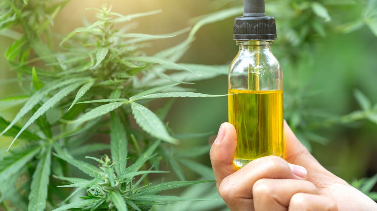 Cannabis Oil Complicates Drug Testing - bsc-int.co.jp