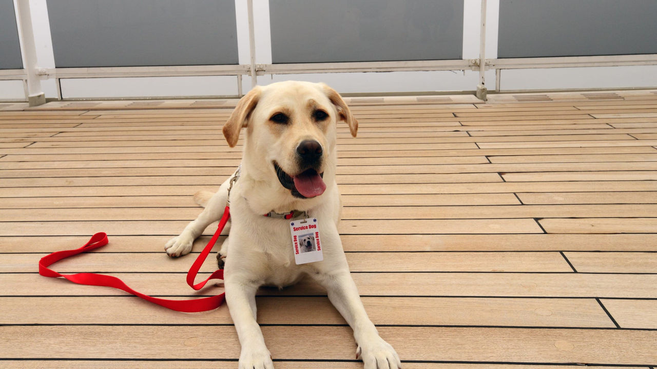 A yellow labrador sits on the deck of a cruise ship.